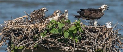 Osprey Family