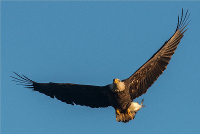 Bald Eagle 