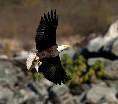 Bald Eagle