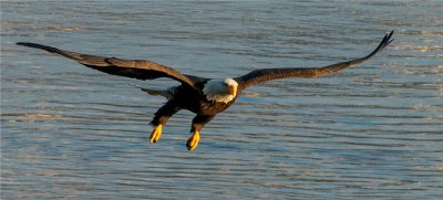 Bald Eagle 