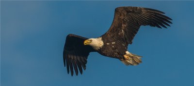 Bald Eagle 