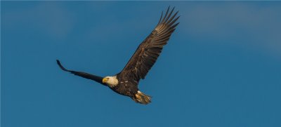 Bald Eagle 