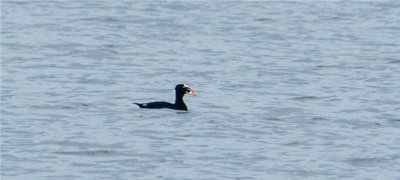 Surf Scoter  (Melanitta perspicillata)