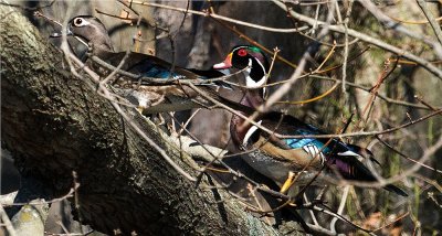 Wood Ducks