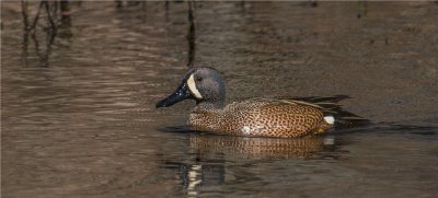 Blue-winged Teal 