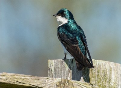 Tree Swallow  