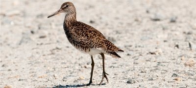 Willet   (Tringa semipalmata)