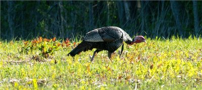 Wild Turkey - Gobbler