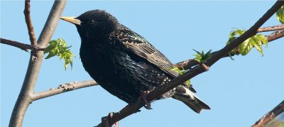 European Starling