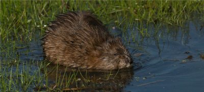 Muskrat  