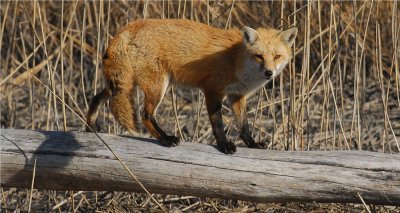 Red Fox  