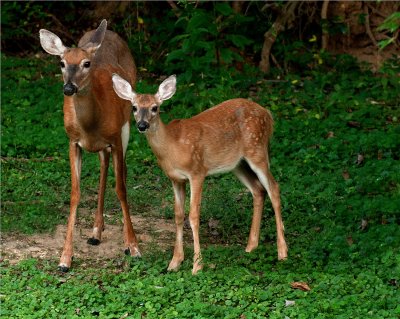  Whitetail Doe with her Fawn.