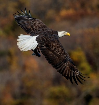 Bald Eagle  