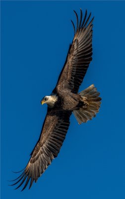 Bald Eagle  