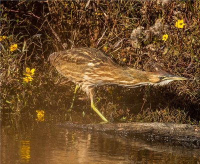 American Bittern 