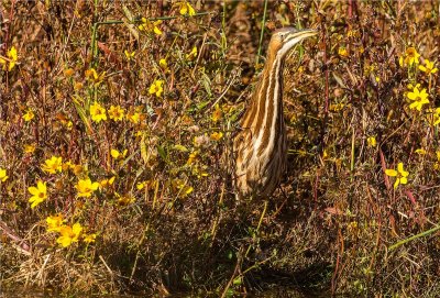 American Bittern 