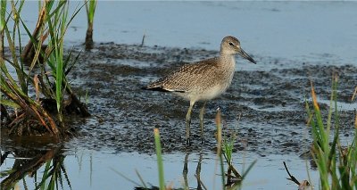 Willet  