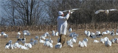 Snow Geese  ?