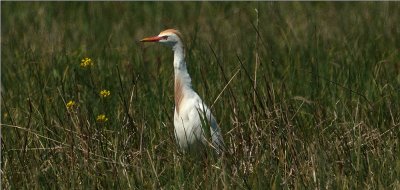 Cattle  Egret