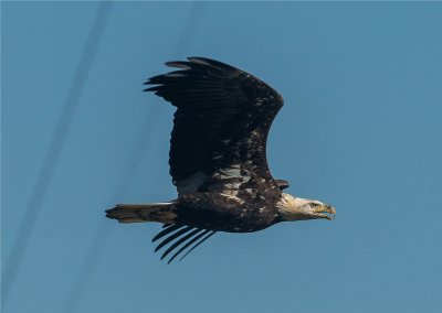 Bald Eagle  