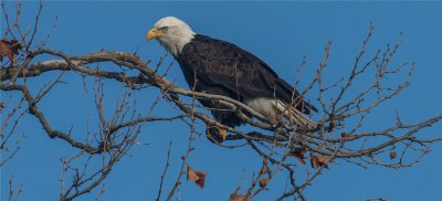 Bald Eagle  