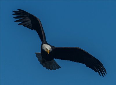 Bald Eagle  