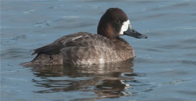 Greater Scaup - Female 