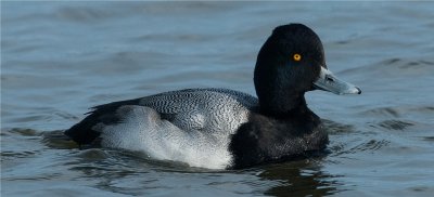 Greater Scaup  - Male