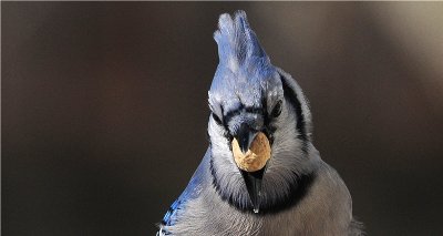Blue Jay 