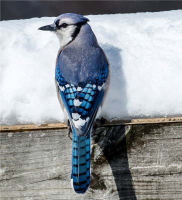 Blue Jay  