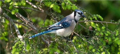 Blue Jay