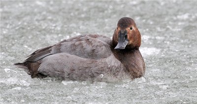 Female Canvasback Sitting in the Ice ..... Brrr !!!