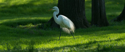 Great Egret 