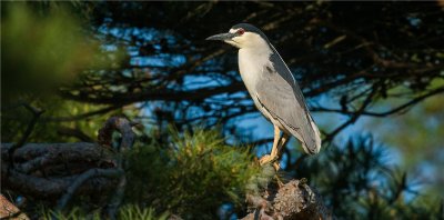 Black-crowned Night Heron 