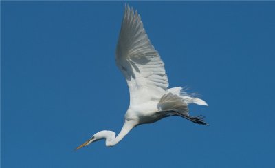 Great Egret 