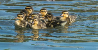 Mallard Ducklings 