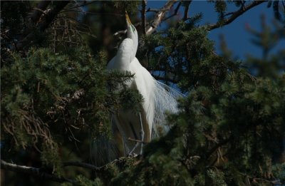 Great Egret  