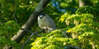 Black-crowned Night Heron  