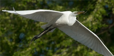 Great Egret  