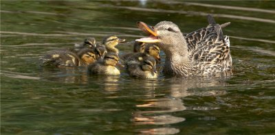 Mallard Mother and her not so Ugly Ducklings