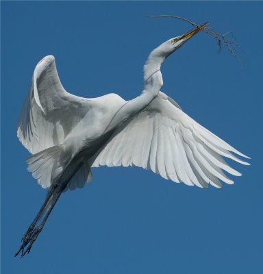 Great Egret  