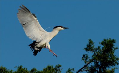 Black-crowned Night Heron 