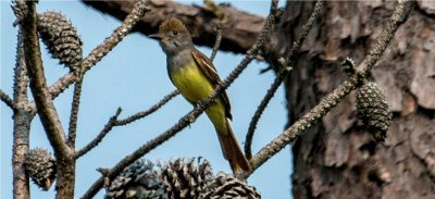 Great Crrested Flycatcher 