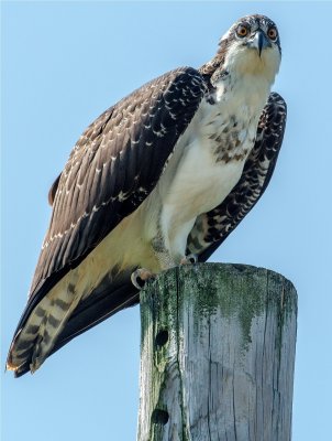 Osprey  