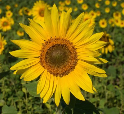 Sunflower 