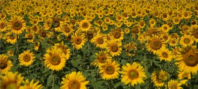 Sunflowers  