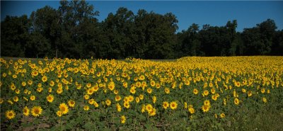 Sunflowers  