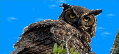 Great Horned Owl - Background sky colored  