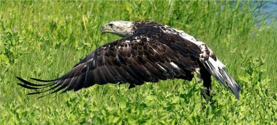 Bald Eagle  