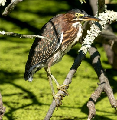 Green Heron  